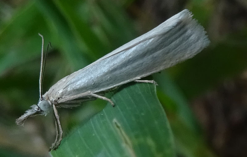 Crambidae: Crambus perlella